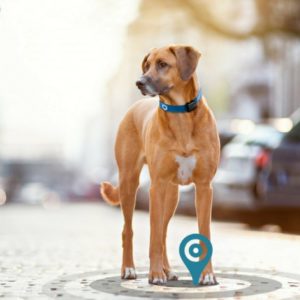 MONITORIZARE GPS ANIMALE